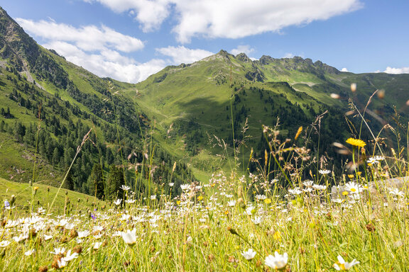 Inneralpbach - Farmkehralm Freeride im Alpbachtal ©Alpbachtal Tourismus, Matthias Sedlak Inneralpbach - Farmkehralm Freeride im Alpbachtal ©Alpbachtal Tourismus, Matthias Sedlak