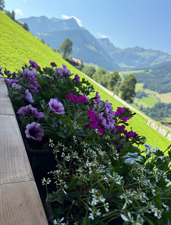 Aussicht von Topp Roßmoos im Sommer